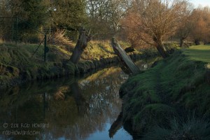 Shot of trees reflected in the water