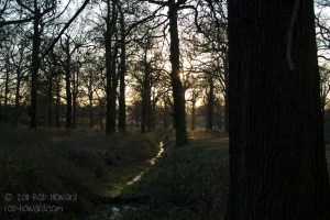 Sunset through the trees