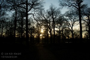 sunset through the trees