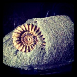 Despite having found this fossil years ago, I've never actually photographed it.