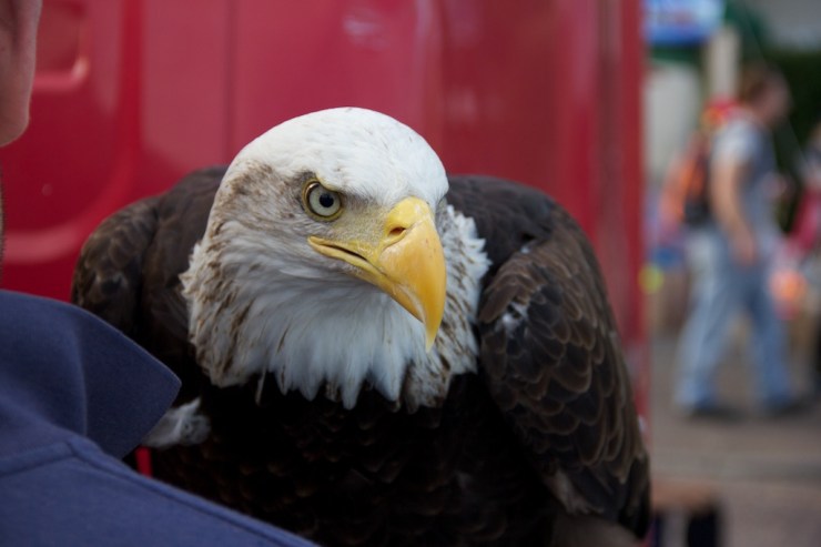 What an amazing bird.