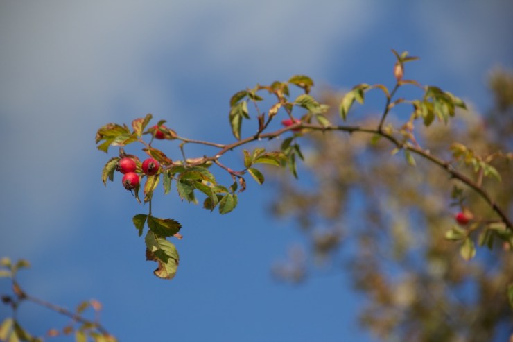 If you're asking whether or not I know if these things are poisonous, I'd have to say no. I don't have any idea. Why don't you try one?
