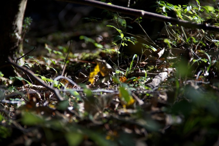 Quite a few greens and browns in this one.