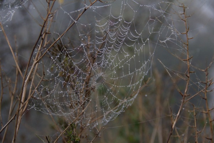 Although the spider had the sense to stay indoors.