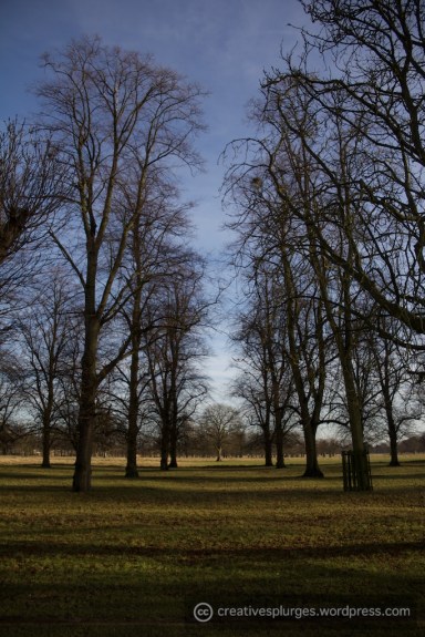 The trees... they're leading me to... another tree?
