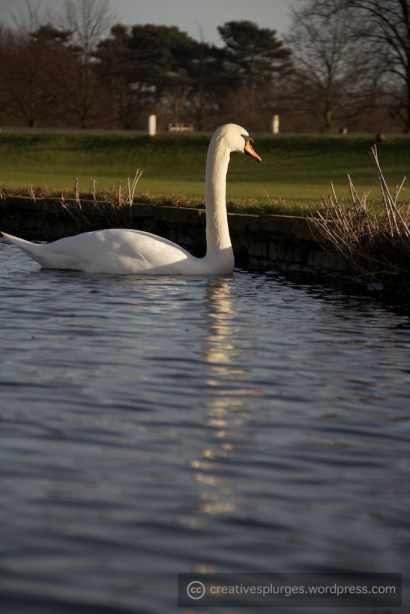 What kind of things do swans think, anyway? They are mysterious, grumpy creatures.