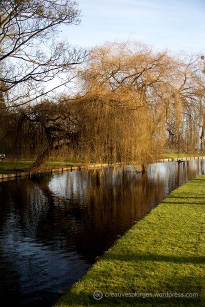 Oh, a tree. I don't often photograph trees.