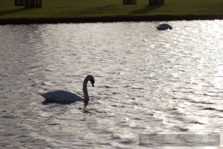 Swans again? They taste like bald eagle, I've heard.