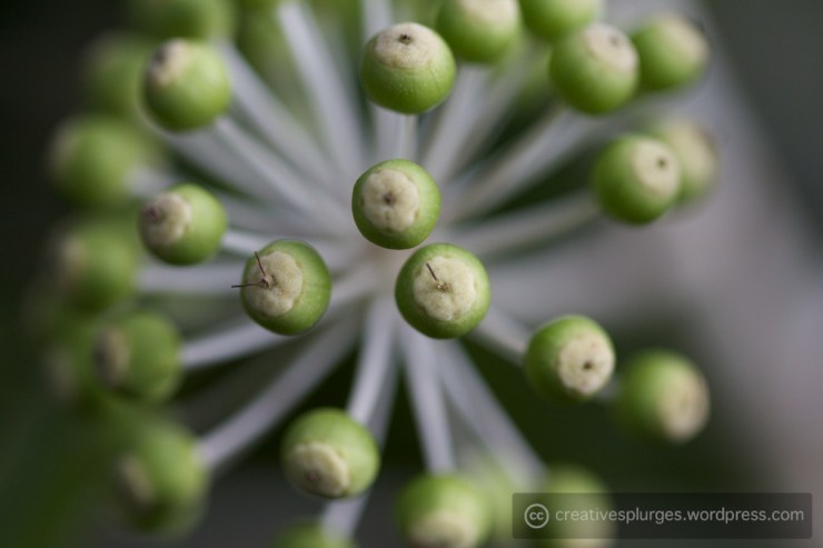 Conkers? Baby conkers?