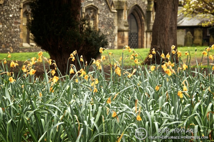 dying daffodils in church grounds