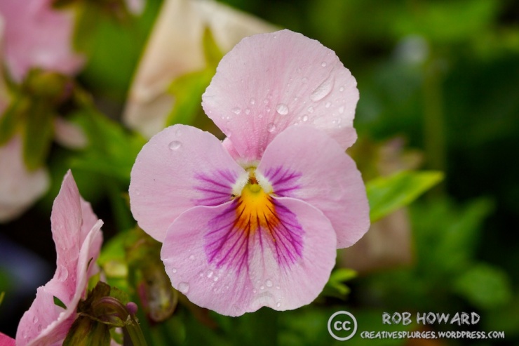 pansy with water droplets