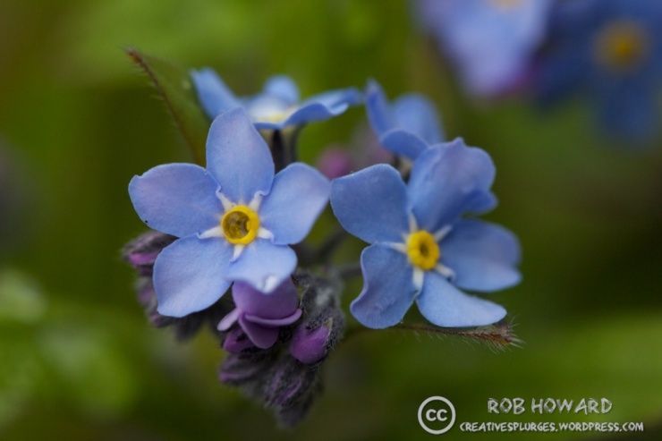 macro shot of small blue flowers