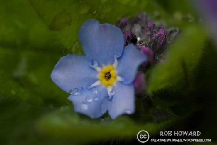 macro shot of a small blue flower