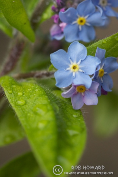 macro shot of small blue flowers with green leaves