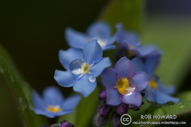 macro shot of small blue flowers with water droplets