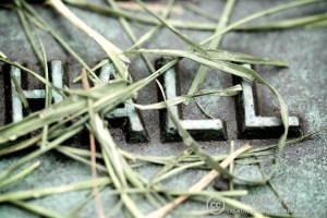 closeup of grass-covered plaque