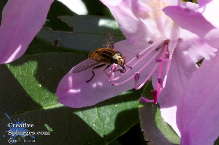 close up of a bee on a flower