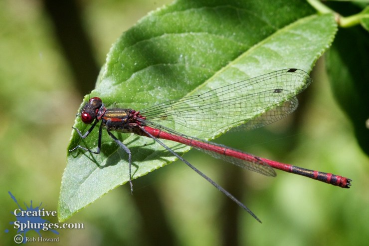 shot of a damsel fly on a leaf.
