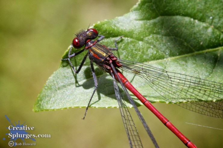 macro shot of a damsel fly on a leaf