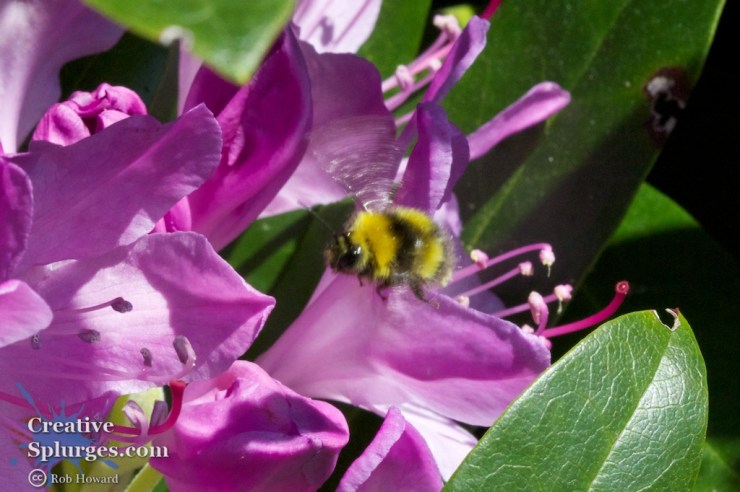 closeup of a bee on a flower