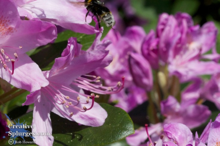 bee escaping out of the frame