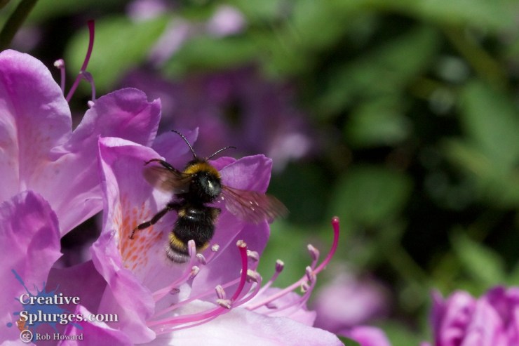 closeup of a bee on a flower