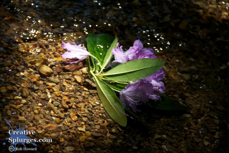 shot of a flower in a shaft of light in a pool