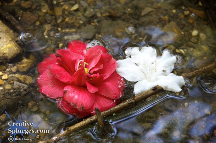 two flowers in shallow water