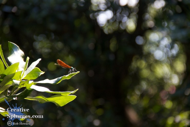 distant shot of a dragonfly on a leaf