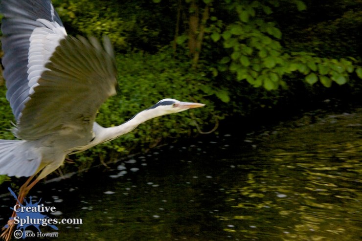 fleeing heron