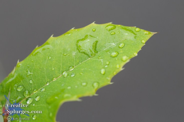 1/200sec, f/3.5, ISO 100, 100mm