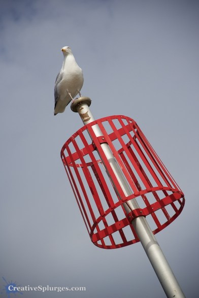 1/1250sec, f/5.6, ISO 100, 120mm