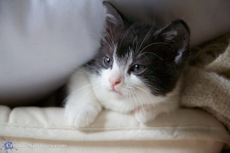 1/400sec, f/5.6, ISO 3200, exposure bias -0.33, 72mm