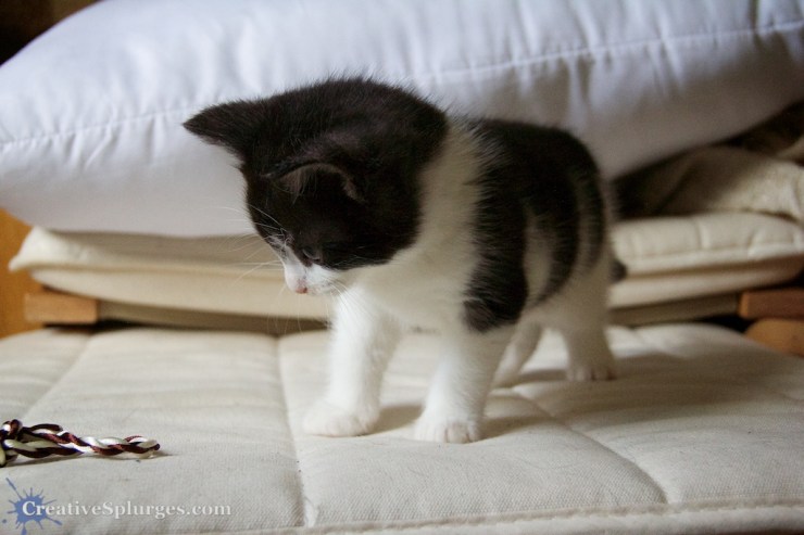 1/500sec, f/5.6, ISO 3200, exposure bias -0.33, 35mm