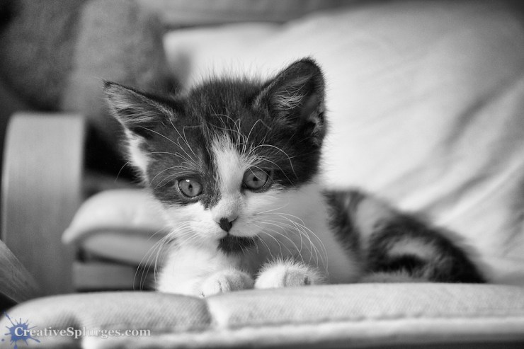 1/320sec, f/5, ISO 2000, 42mm