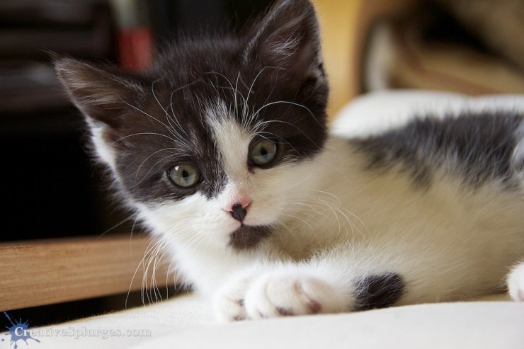 1/250sec, f/5, ISO 2000, 53mm