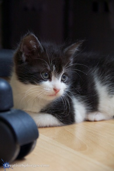 1/100sec, f/5.6, ISO 2000, 79mm