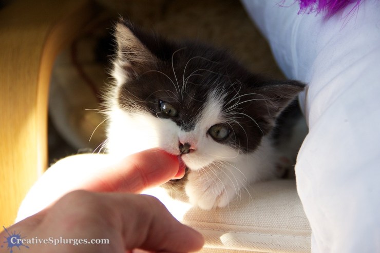 1/500sec, f/5.6, ISO 800, 67mm