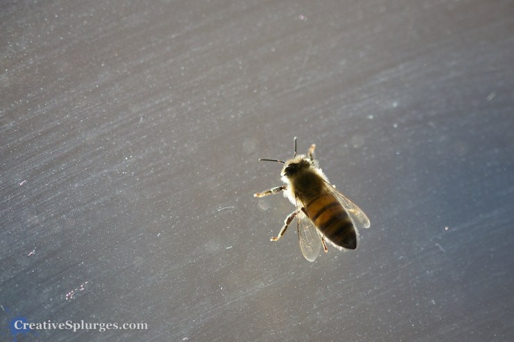 1/800sec, f/2.8, ISO 200, 100mm