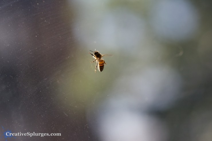 1/1600sec, f/2.8, ISO 200, 100mm