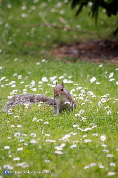 1/200sec, f/5.6, ISO 250, 300mm