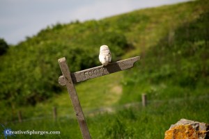 1/1600sec, f/5.6, ISO 400, 300mm