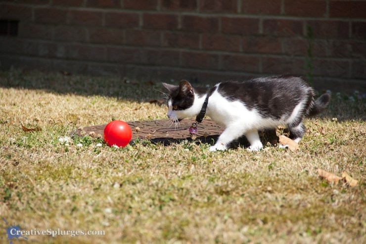 1/1250sec, f/5.6, ISO 320, 135mm