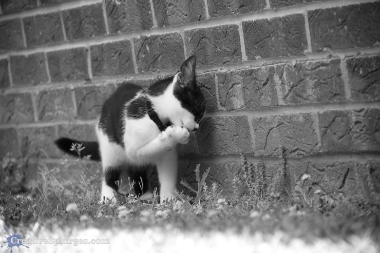 1/250sec, f/5.6, ISO 320, 135mm