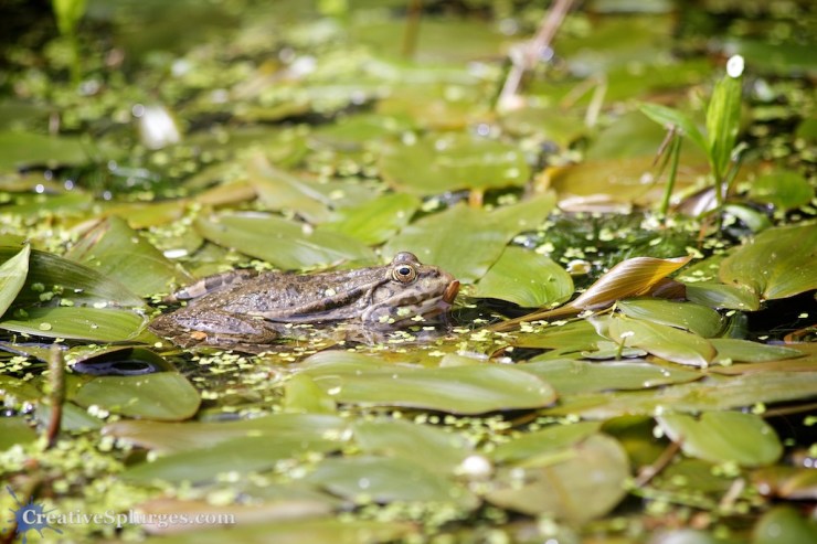 1/500sec, f/5, ISO 250, 210mm