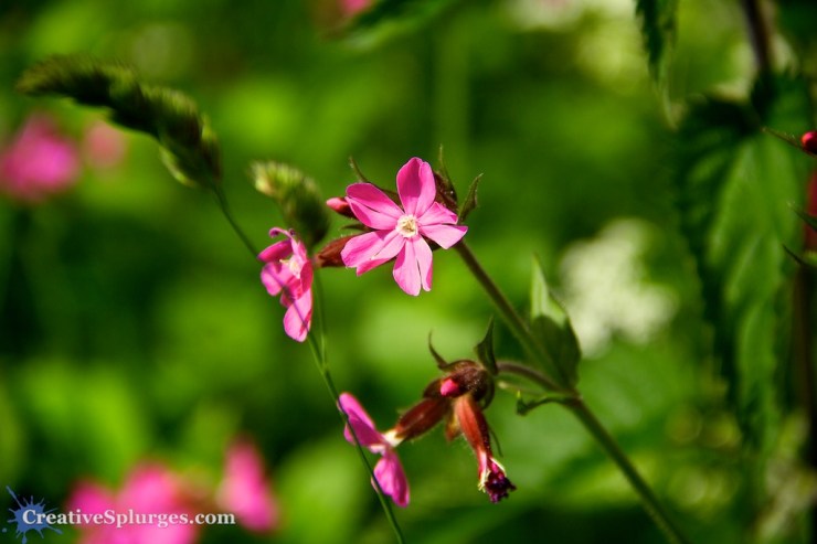 1/1600sec, f/5.6, ISO 200, 135mm