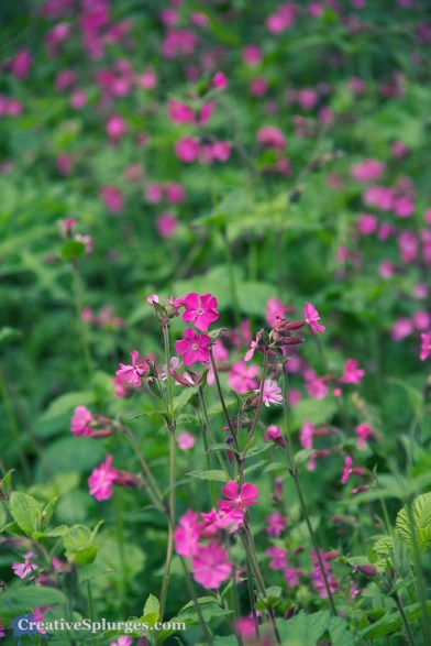 1/320sec, f/5.6, ISO 200, 135mm