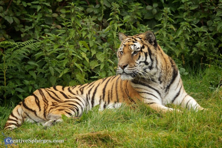 1/250sec, f/5, ISO 320, 150mm