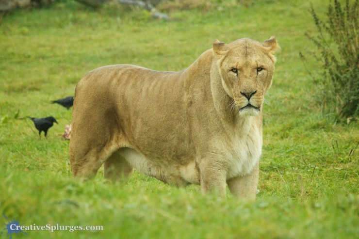 1/200sec, f/5, ISO 250, 165mm