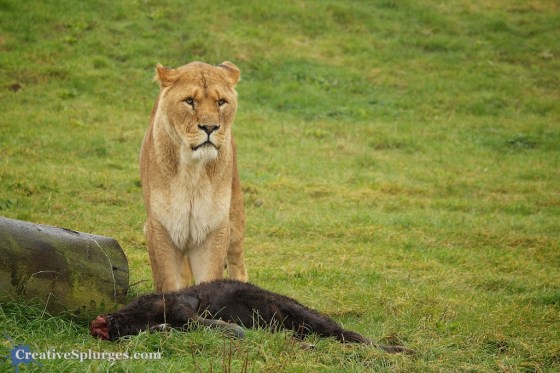 1/320sec, f/4.5, ISO 250, 115mm